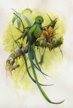 1080_Resplendent-Quetzal